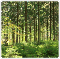 Image of sunlight through leaves